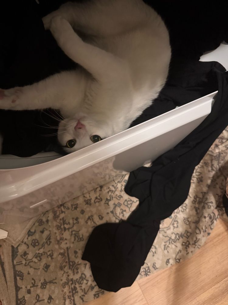 Black and white cat peeks out of the dryer.  He claims to be helping me fold but biting is not folding….i don’t think he understands. 