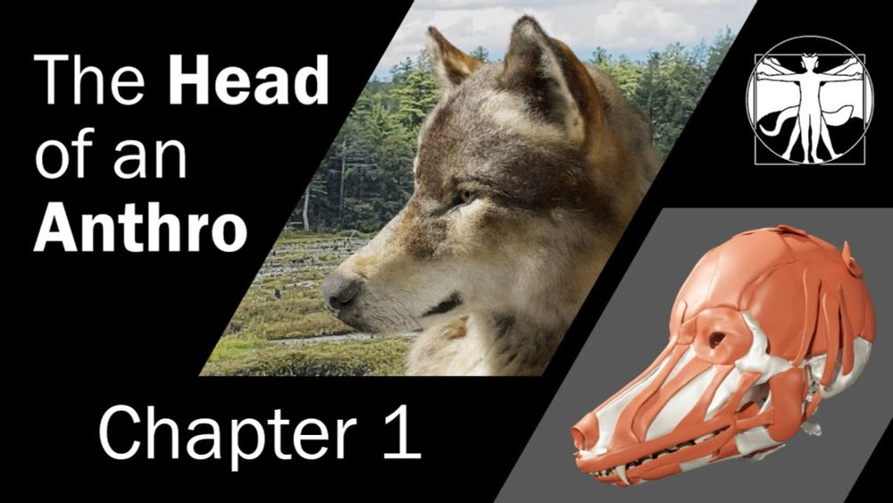The Head of an Anthro - Ch 1: Anatomy and Physiology