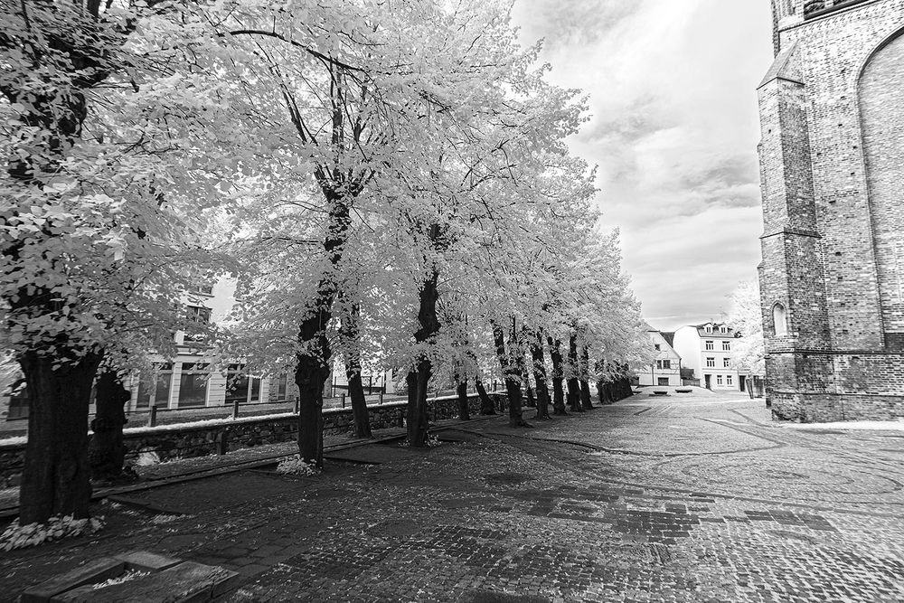 Infrared black and white image of trees along a canal in Wismar. On the right some of the walls of the St. Nicolai Church can be seen. The foliage appears white due to the infrared effect.
