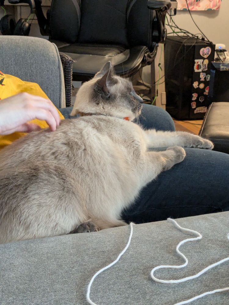 a chunky blue point siamese is comfortably leaning against a leg and watching something out of frame with interest, this time her paws are outstretched and her ears are alert
