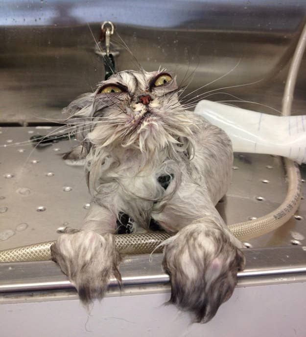 a furry gray cat in a sink that has been extremely flattened by water. its yellow eyes are squinting and its very wet paws are up on the edge of the sink as if to escape.