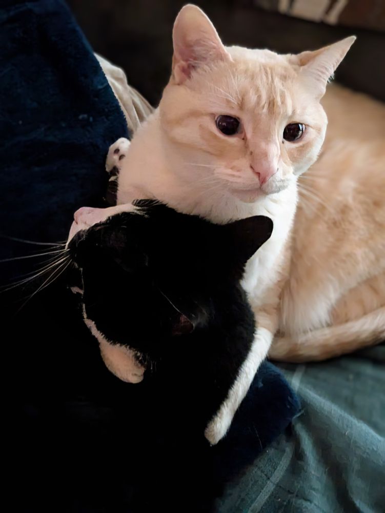 Remy, a flame point cat, is laying further from the camera with his front paws/face towards the camera.  He has his two paws around his brother (a tuxedo cat looking away from the camera) and his neck.  