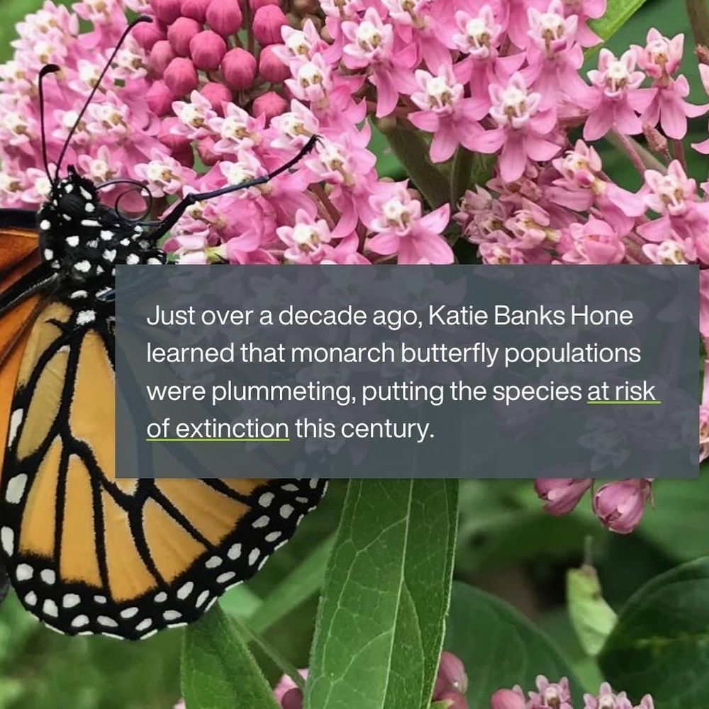 Just over a decade ago, Katie Banks Hone learned that monarch butterfly populations were plummeting, putting the species  at risk of extinction  this century. 

A photo of a monarch butterfly on pink flowers