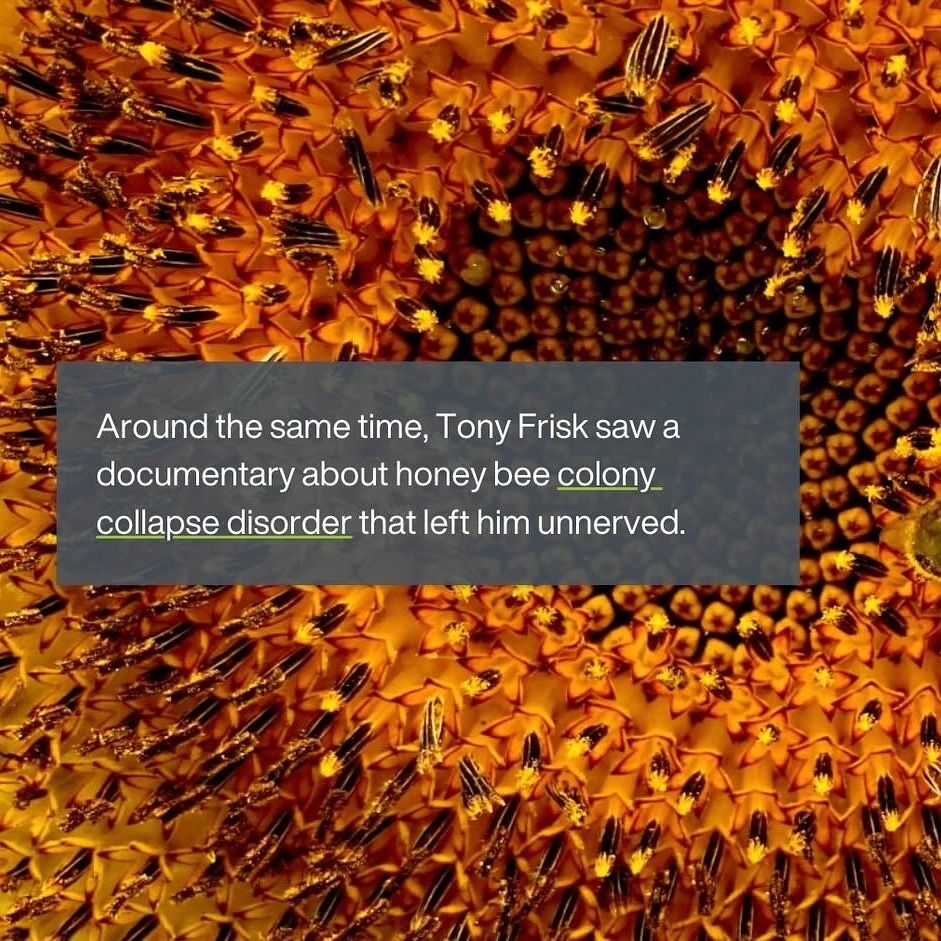 Around the same time, Tony Frisk saw a documentary about honey bee  colony collapse disorder  that left him unnerved. 

Photo of a honeybee colony