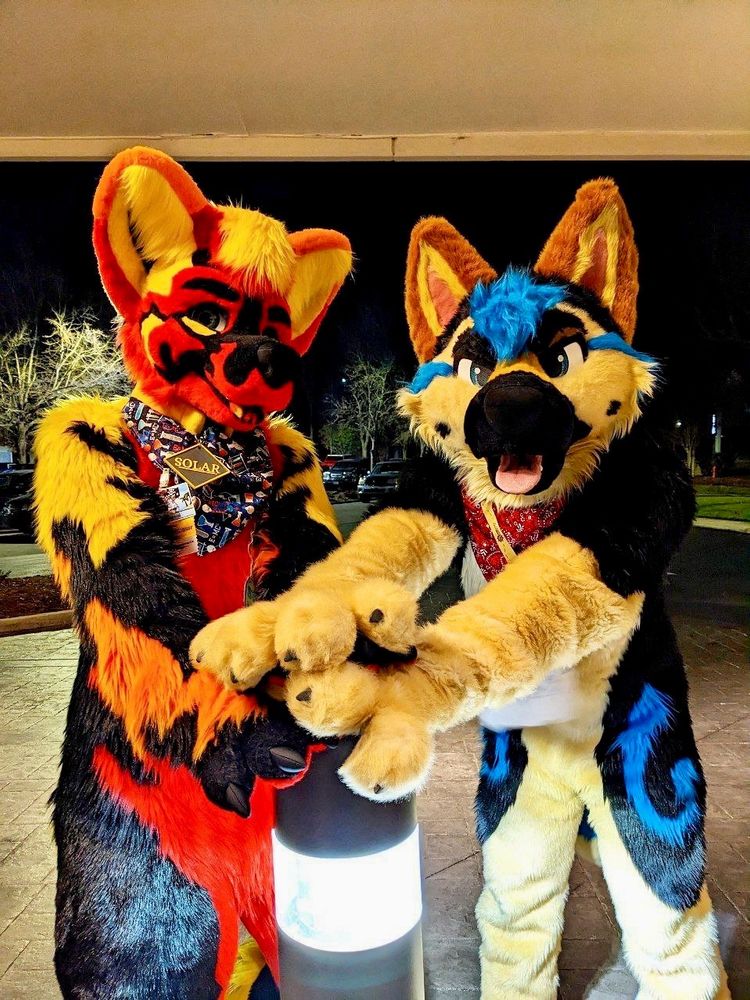 Solar fire husky and Keplin blue G shep posing with paws clapsed together reached forward.