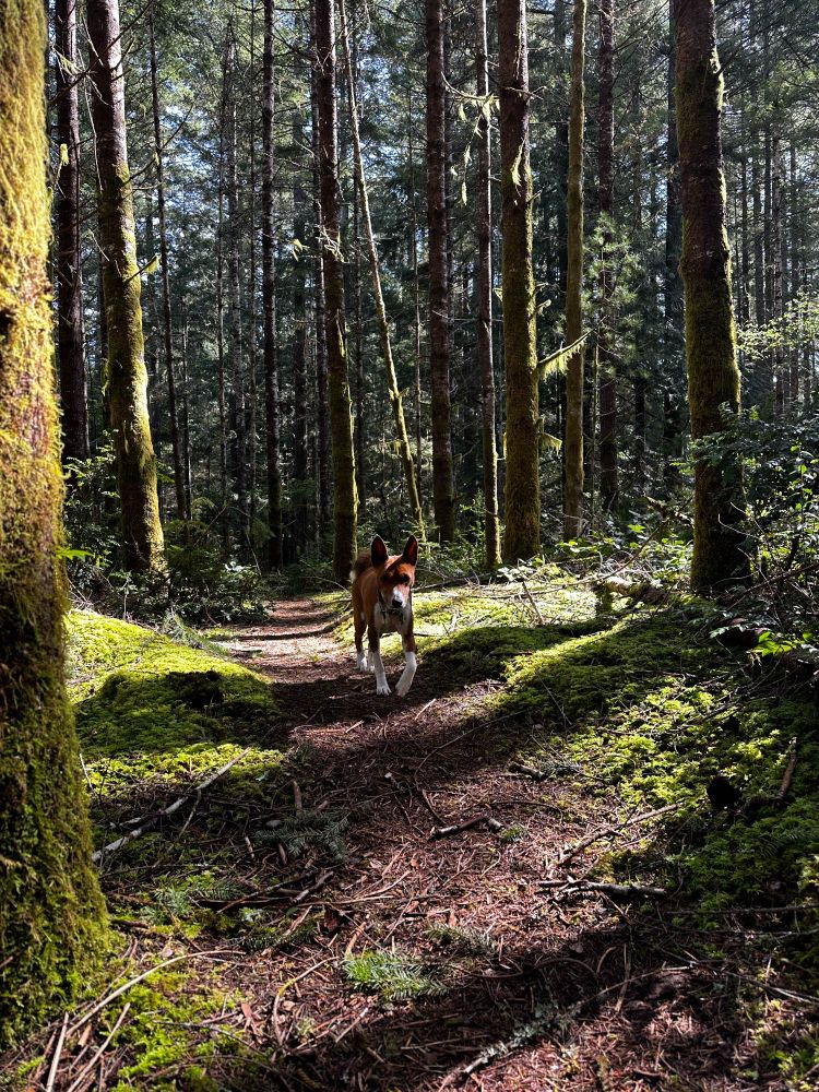 Basenji prancing towards the camera through a mossy forest in the PNW  