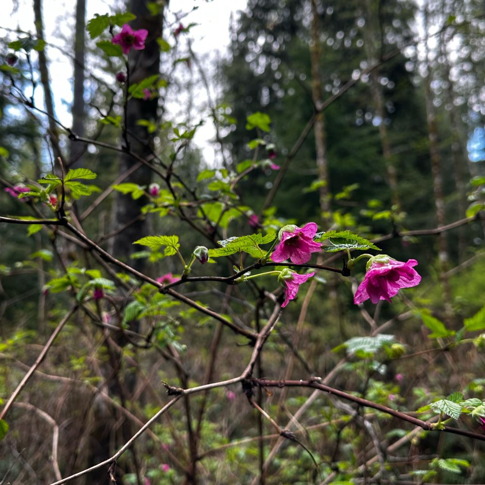 Magenta blooms of a salmonberry plant in the forest. Rubus spectabilis, the salmonberry, is a species of bramble in the rose family Rosaceae, native to the west coast of North America