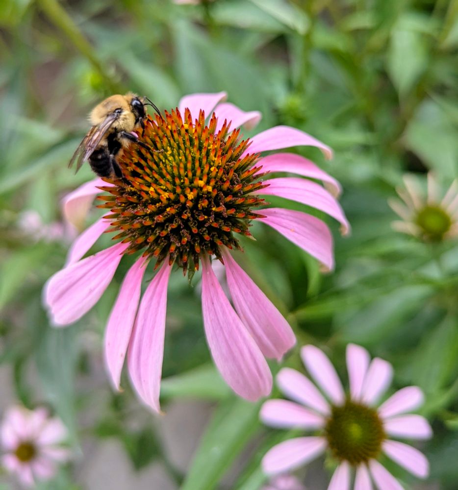Bee and flower 