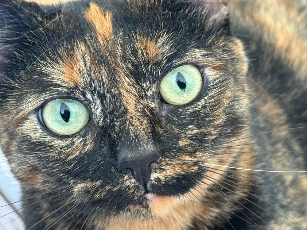 Rebecca, a tortoiseshell cat with green eyes, stares into the camera.