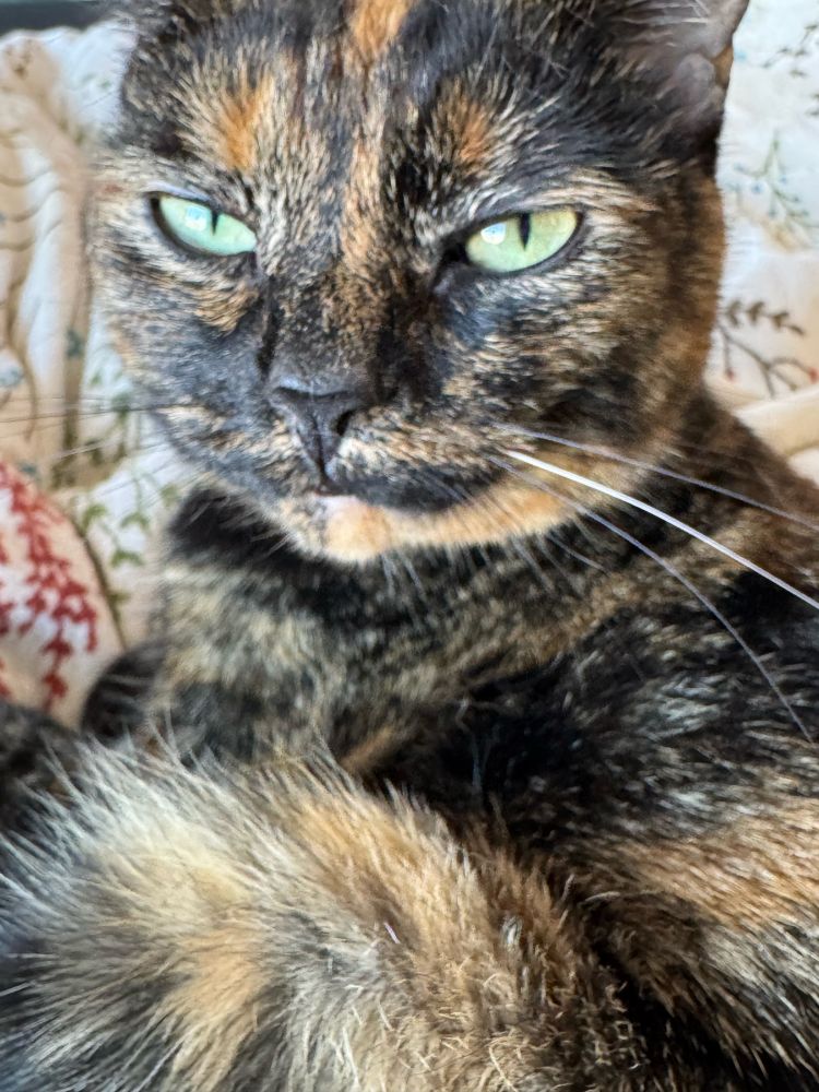 A tortoiseshell cat with green eyes