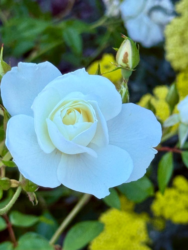 A slightly open white rose and a rose bud next to it.  Yellow yarrow flowers in the background. 