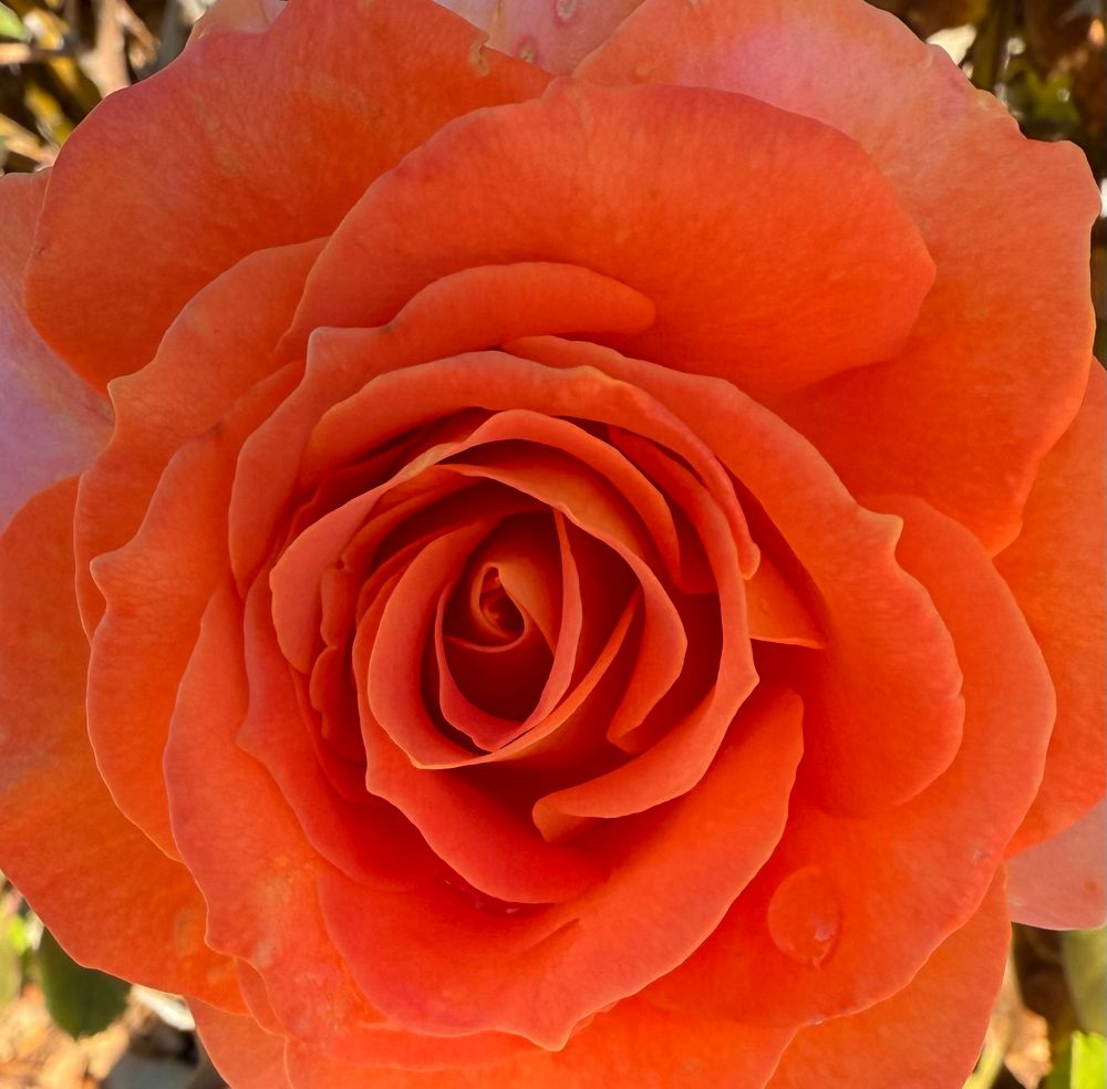 A close-up shot of a deep orange rose in my garden.