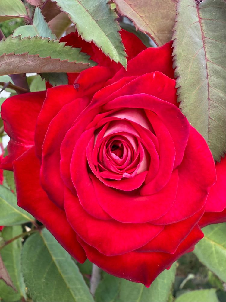 A close-up shot of a deep velvet rose in my garden.