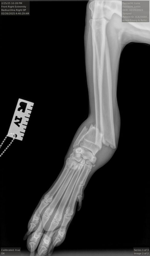 An x ray of my puppy's broken leg