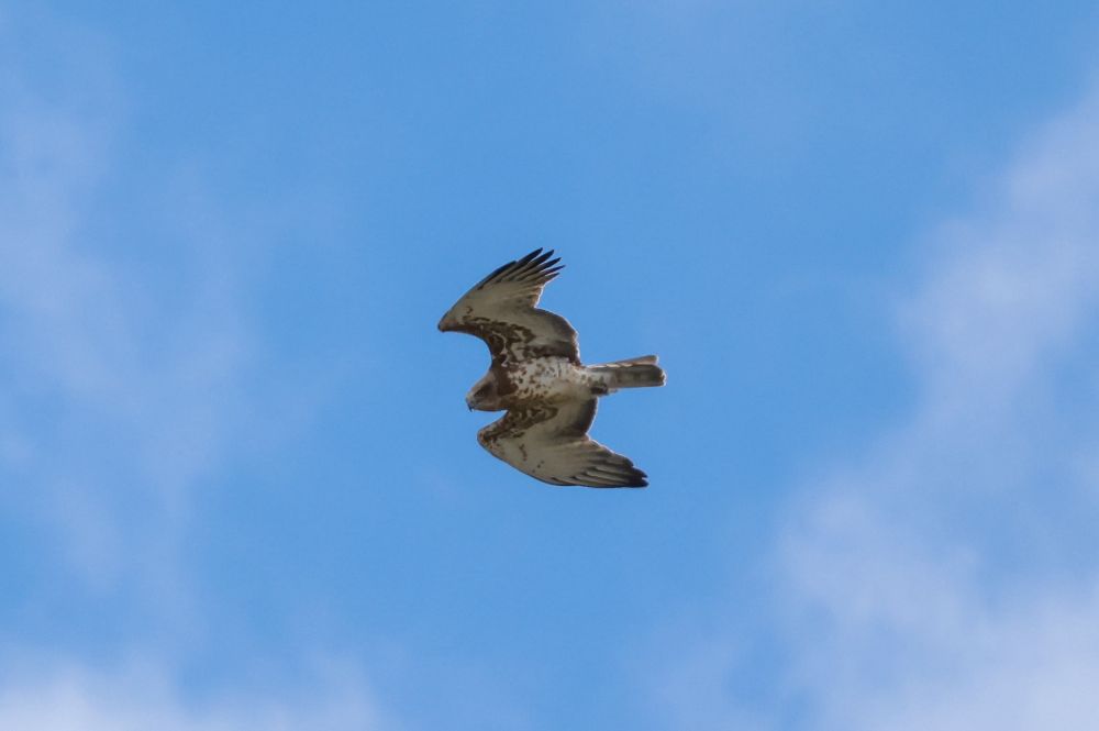 Short-toed eagle
