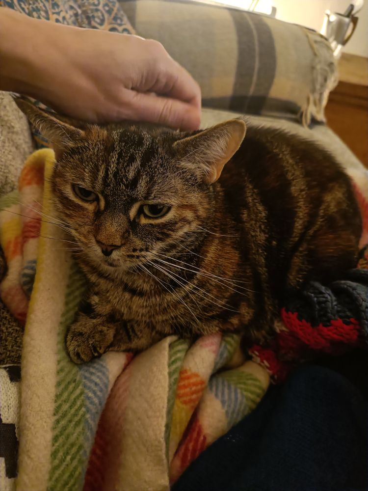 Tabby with very large, pointy ears (and unnecessarily long white whiskers) getting tickled on the head by a white hand. She's sitting on a rumpled rewoven white and rainbow striped blanket