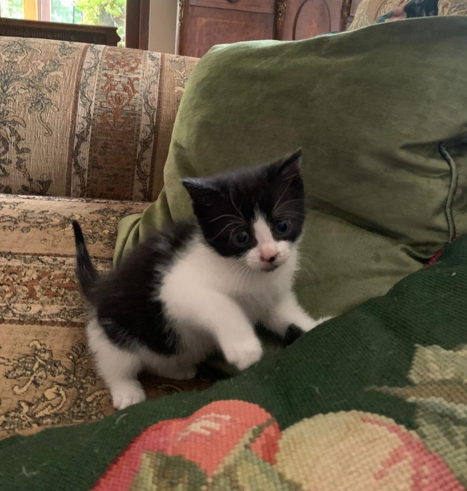 A tiny black and white kitten on a green cross-stitch cushion. Black around the ears and eyes with a flash of white up the nose, and white big and front legs. Little white belly and a black saddle, with a pointy black tail. They're looking interested in something in the foreground, like they're learning to do that cat thing where they bosh a pencil off a table for no reason other than to infuriate their humans. Godspeed dad and stepmum 