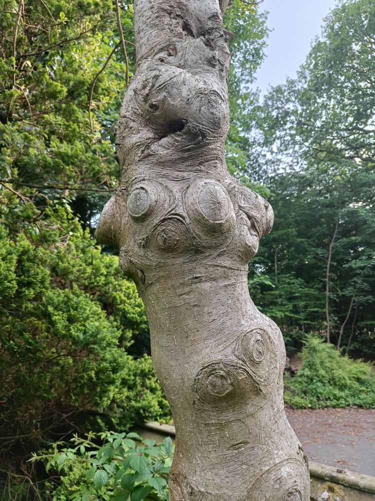 A tree trunk with nodules that look like a frog