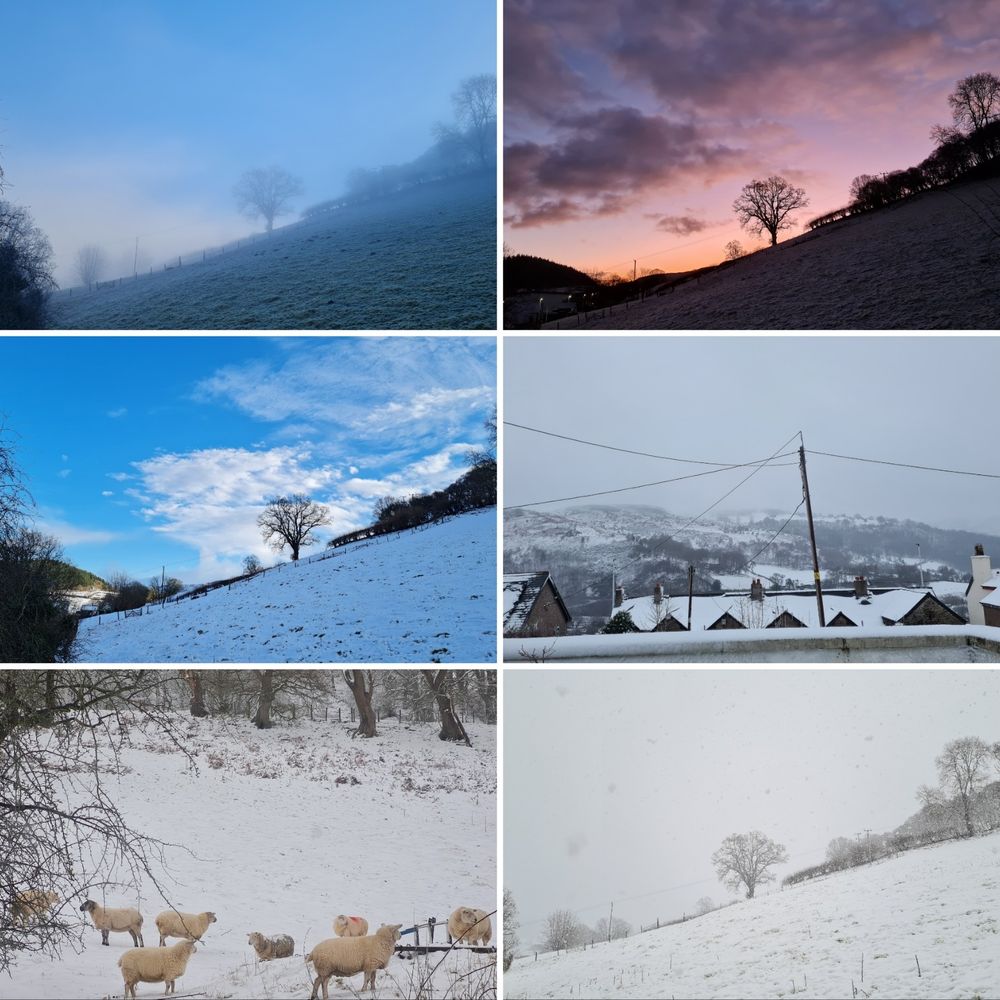 Montage of 6 photos showing snowy scenes of fields, sheep, trees and hillsides. 