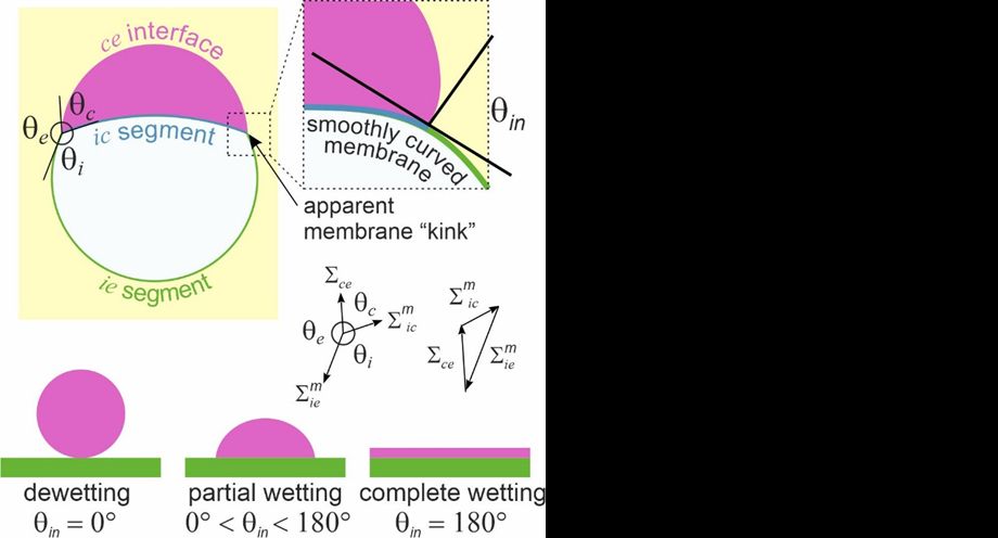 Under the microscope we see 3 contact angles (and they differ from vesicle to vesicle in the sample). They are apparent as the membrane cannot exhibit a kink. From them one can calculate the real (intrinsic) contact angle