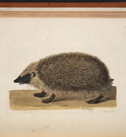An 18th Century illustration of a Hedgehog from Thomas Pennant's British Zoology