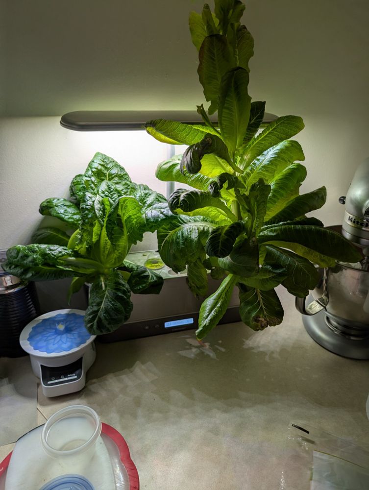 Lettuce growing in my Countertop Aerogarden 
