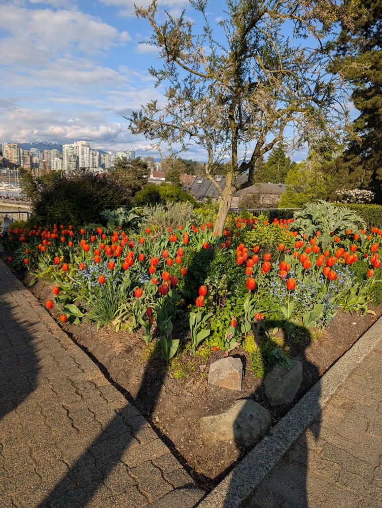 Tulips blooming and my stupid shadow.