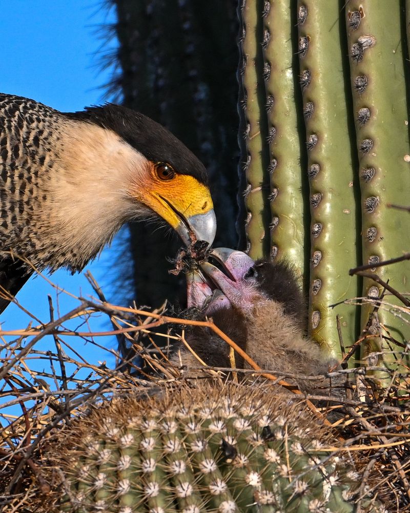 Momma Caracara feeding her three nestlings