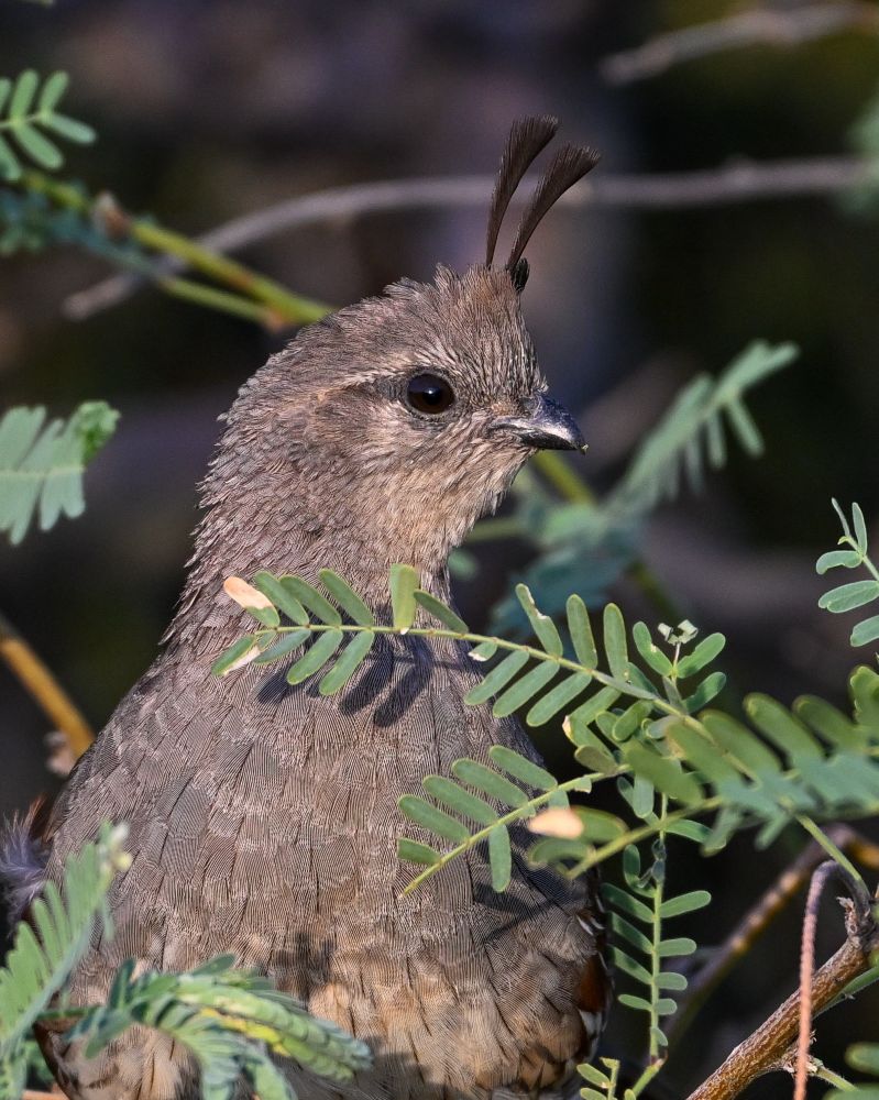 Juvenile Gambel’s Quail
