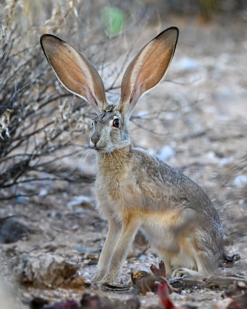 Black-tailed Jackrabbit 