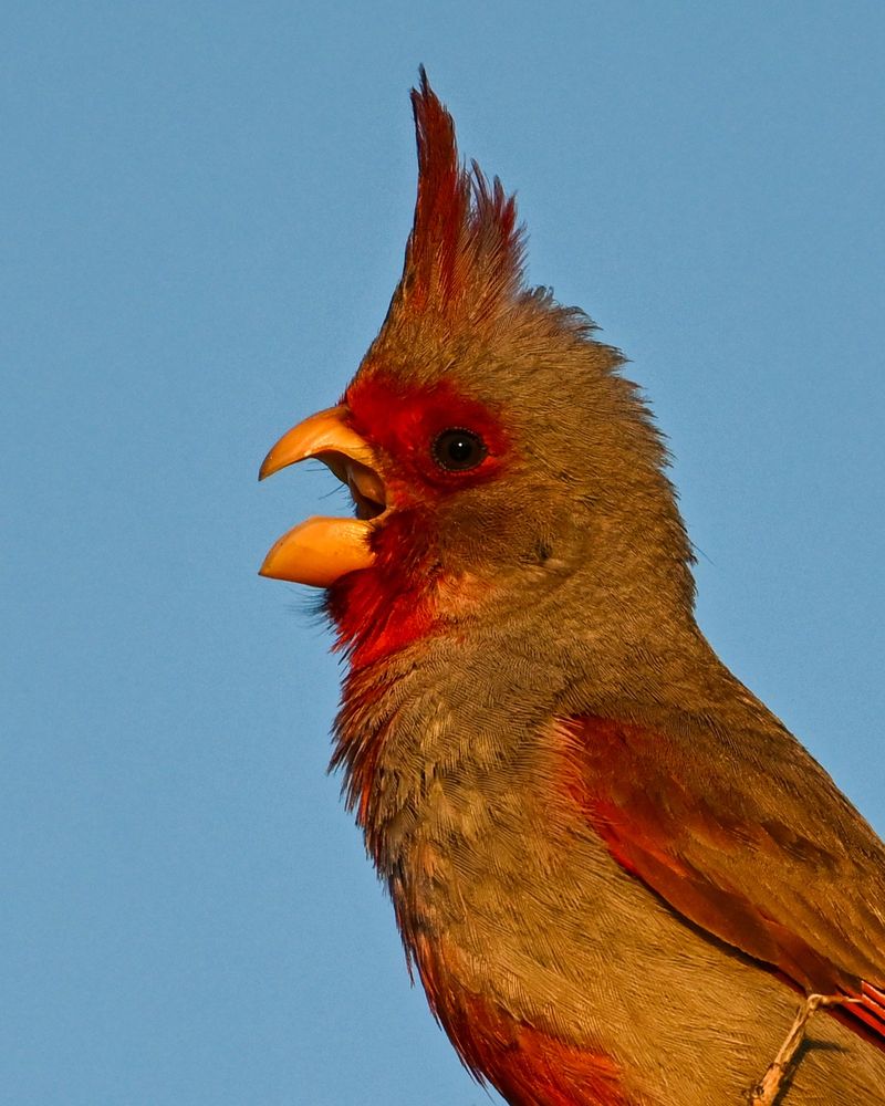 Pyrrhuloxia singing at sunrise 