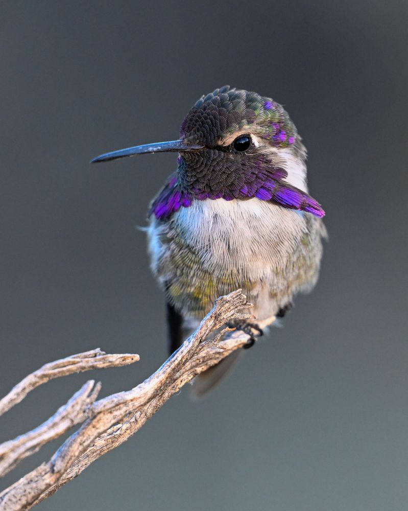 Male Costa’s Hummingbird 