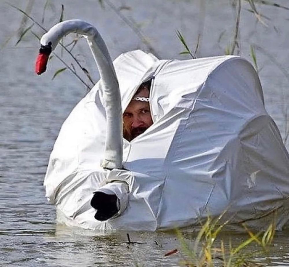 Man inside a Swan hide floating on the water. 