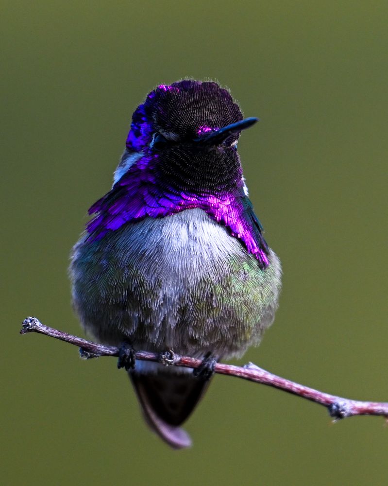 Male Costa’s hummingbird 