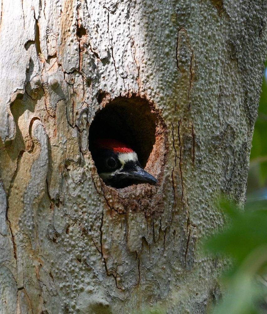 Nestling Acorn Woodpecker 
