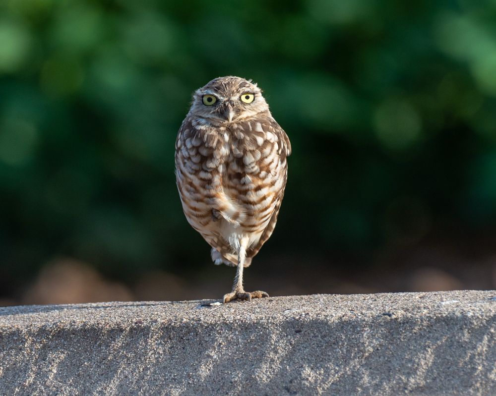 Burrowing Owl standing on one leg 