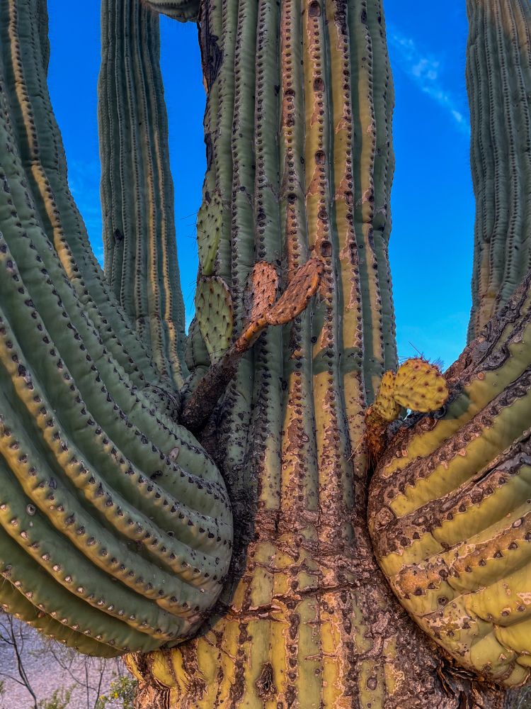 Prickly Pear growing on Saguaro 