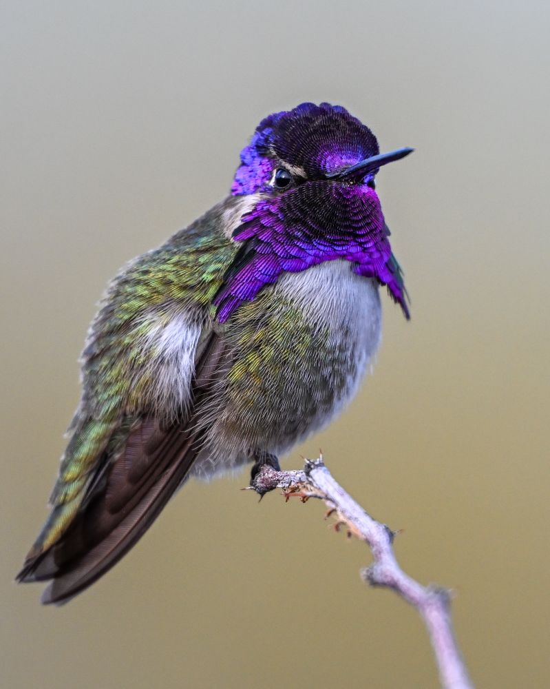 Male Costa’s Hummingbird shows off his purple gorget
