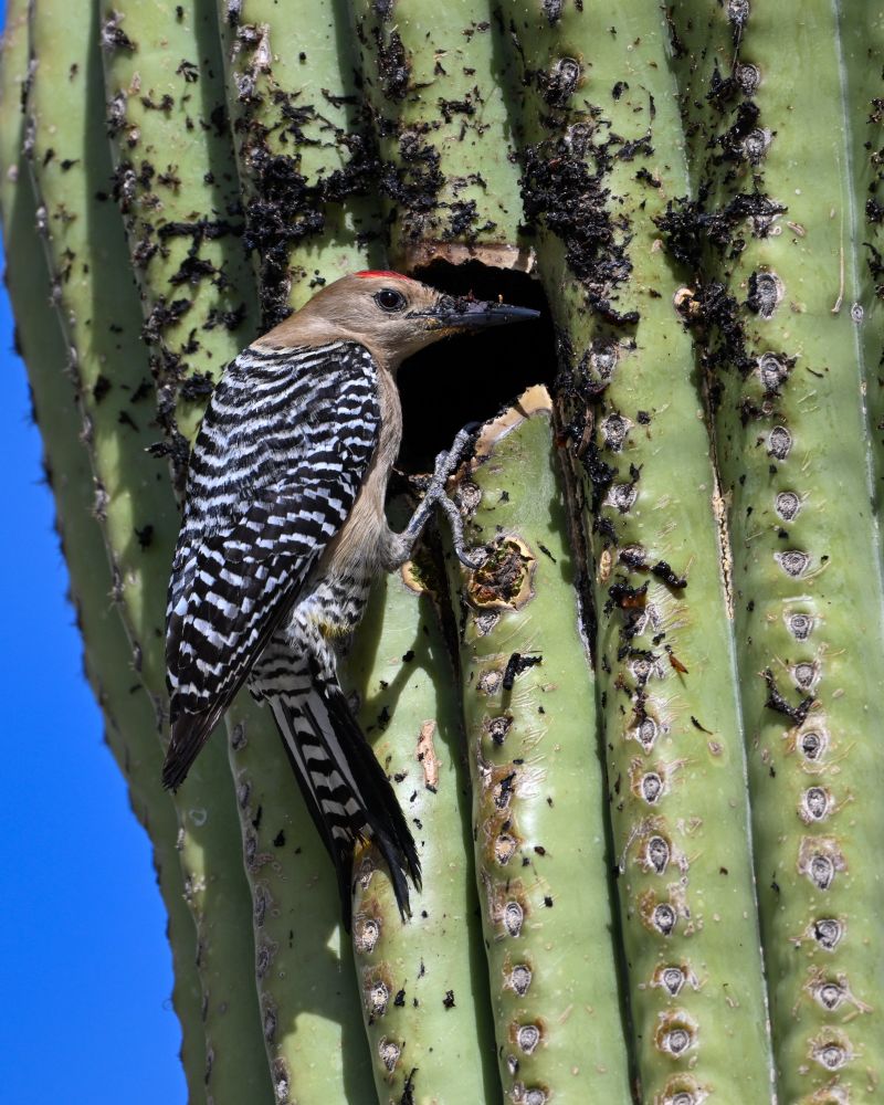 Male Gila Woodpecker boring a cavity in a Saguaro cactus.