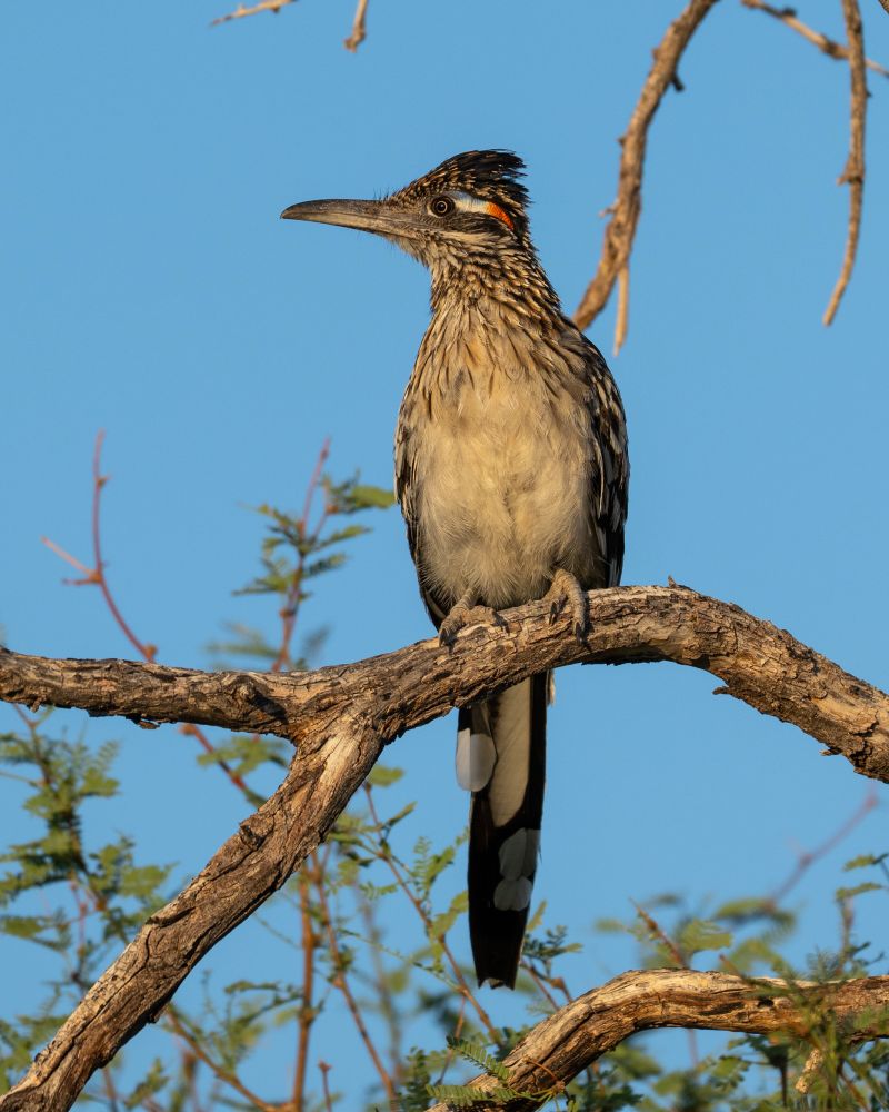Roadrunner perched in a Mesquite tree