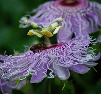 Passion Flower vine flower. The plant is used medicinally.
