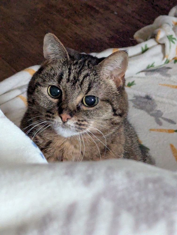 A beautiful tabby cat with a round head and wide eyes looks up at an inviting lap covered with a white blanket.