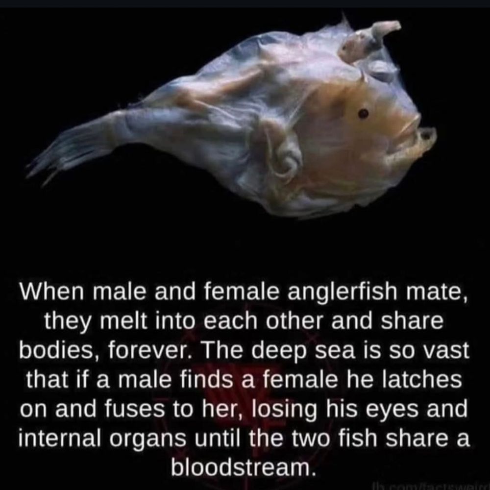 An infographic that says: When male and female anglerfish mate, they melt into each other and share bodies, forever. The deep sea IS so vast that If a male finds a female he latches on and fuses to her, losing his eyes and internal organs until the two fish share a bloodstream.