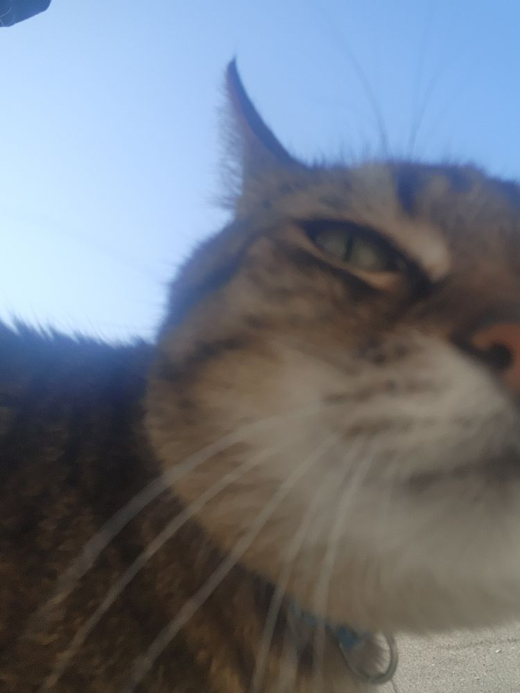 selfie camera of tabby cat looking really grumpy and stupid