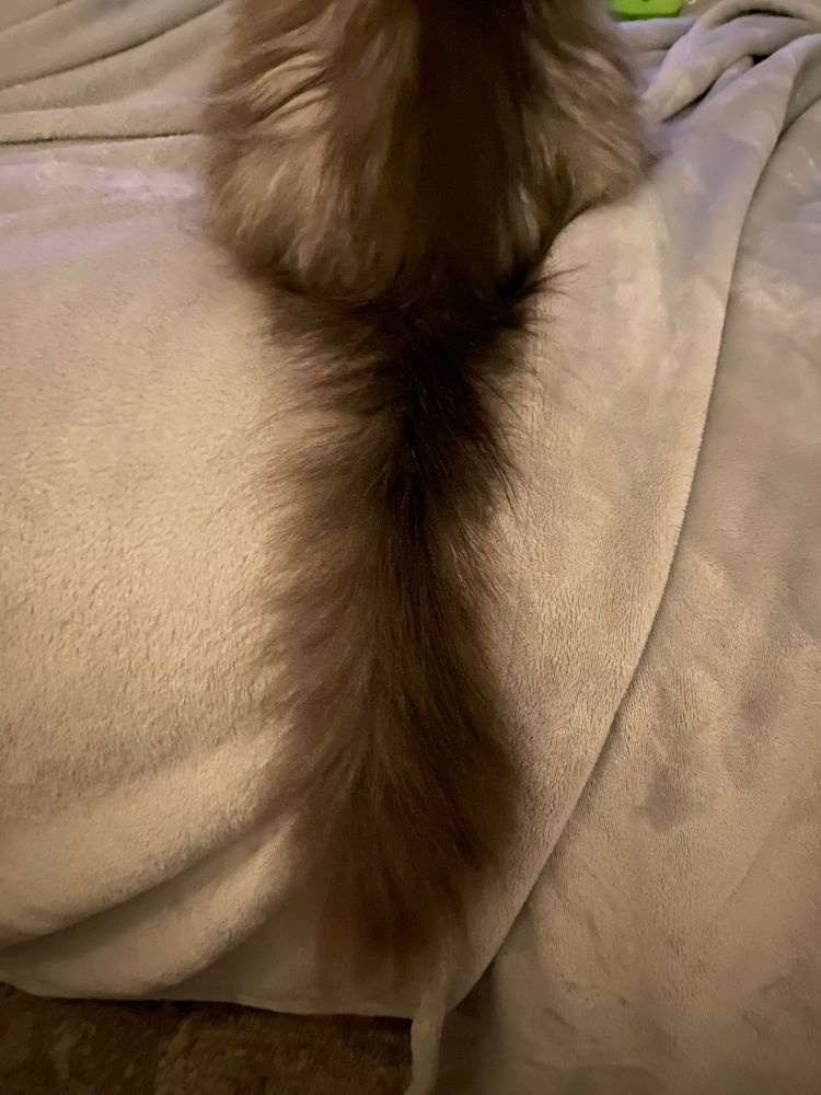 grey/white/black cat tail at peak fluff and attitude (iPhone cam didn’t do it justice) 