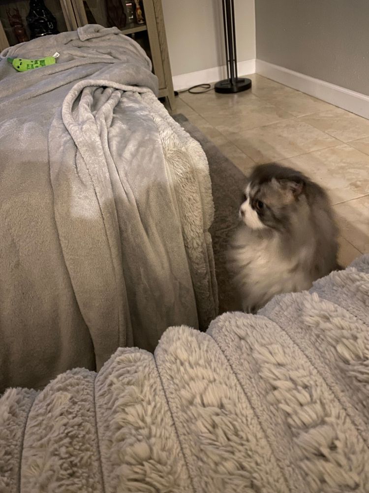 a grey and white long haired cat sitting up on his hind legs because he knows it’s time to sit on the fluffy couch 