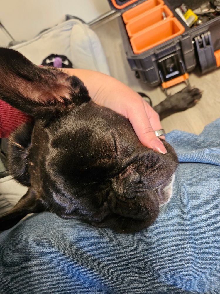 A French bulldog puppy snoozes happily on a lap