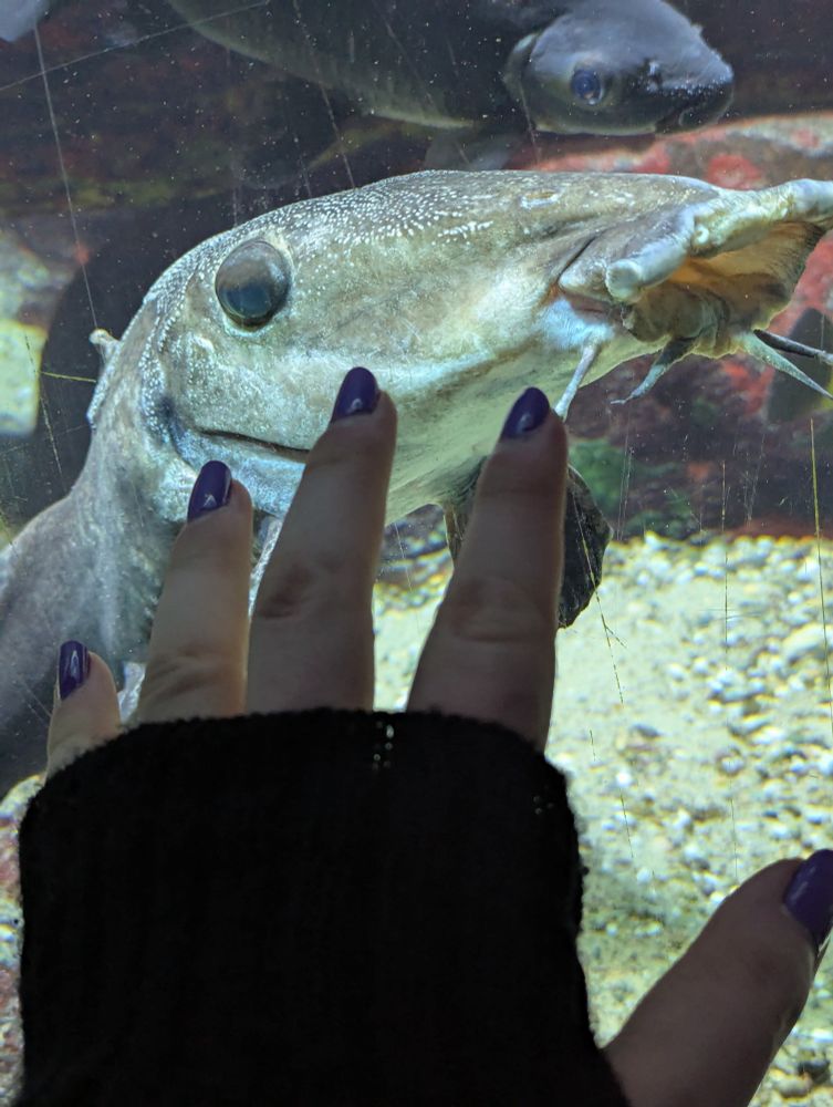 My hand Infront of an giraffe catfish 