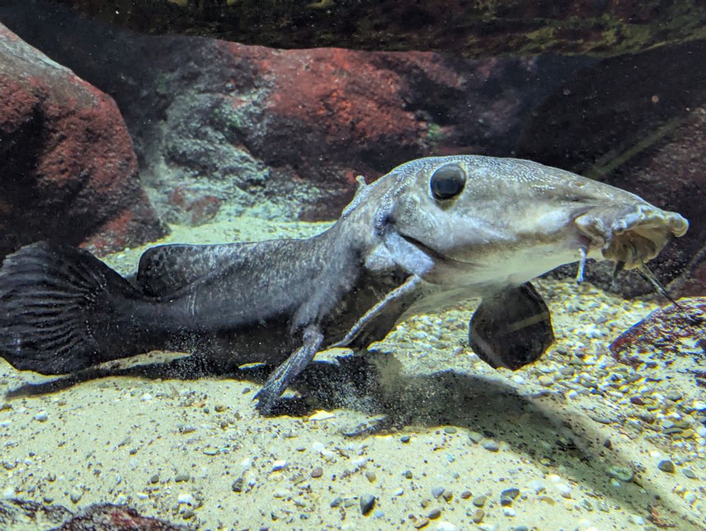 Picture of an giraffe catfish 