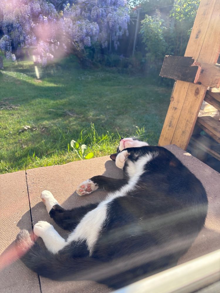 A devastatingly handsome tuxedo cat lies prone and snoozing on a warm patio step in a sunny garden. He has pink toe beans.